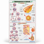 Gametogenesis in Animals Chart